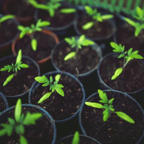 Plantstimulatie
