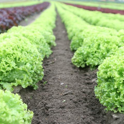 Gewasbescherming
