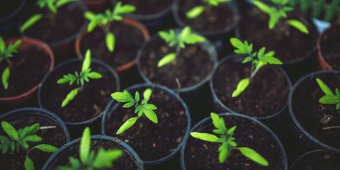 Plantstimulatie